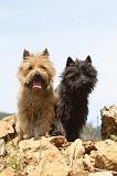 CAIRN TERRIER 138